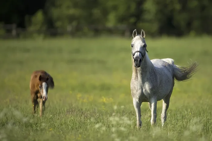 Gerahmter Druck : Pferd in einer Lichtung Gerahmter Druck : Pferd in einer Lichtung