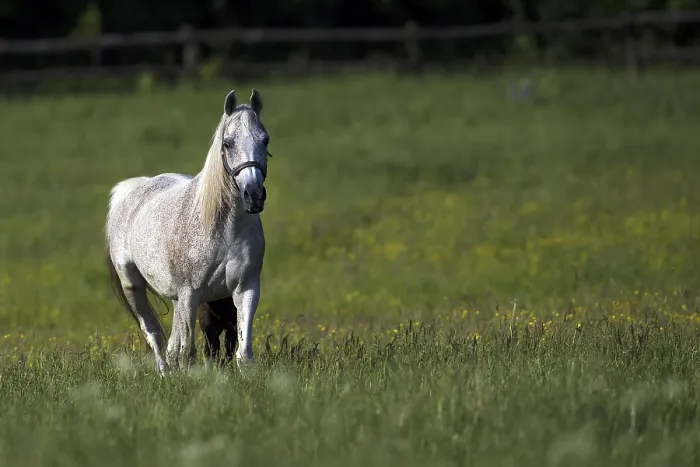 Gerahmter Druck : Pferd in einem Lichtungen Gerahmter Druck : Pferd in einem Lichtungen