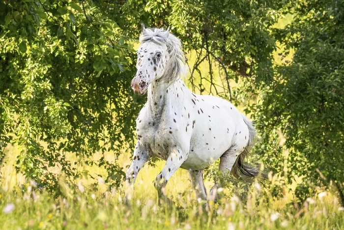 Gerahmter Druck : Ein Pferd galoppiert über den Weiden. Gerahmter Druck : Ein Pferd galoppiert über den Weiden.