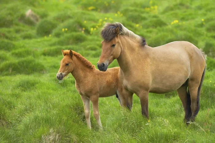 Gerahmter Druck : Pferde im Feld. Gerahmter Druck : Pferde im Feld.