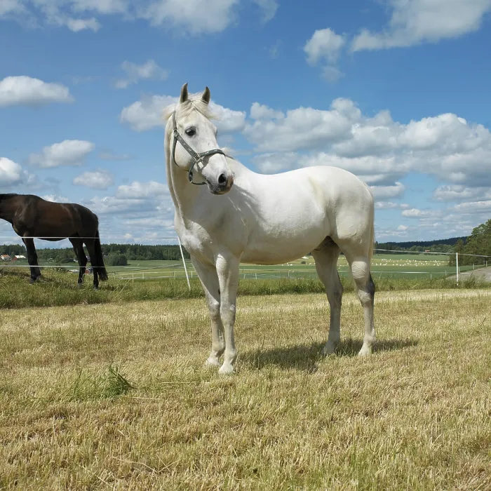 Gerahmter Druck : Pferde in einem Feld. Gerahmter Druck : Pferde in einem Feld.