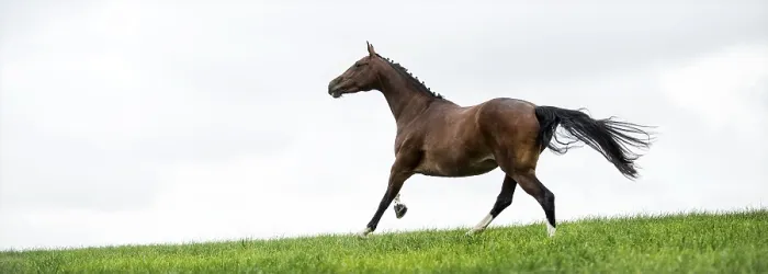 Gerahmter Druck : Pferde galoppieren in einem Feld. Gerahmter Druck : Pferde galoppieren in einem Feld.