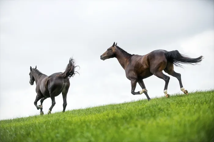 Gerahmter Druck : Pferde galoppieren in einem Feld. Gerahmter Druck : Pferde galoppieren in einem Feld.