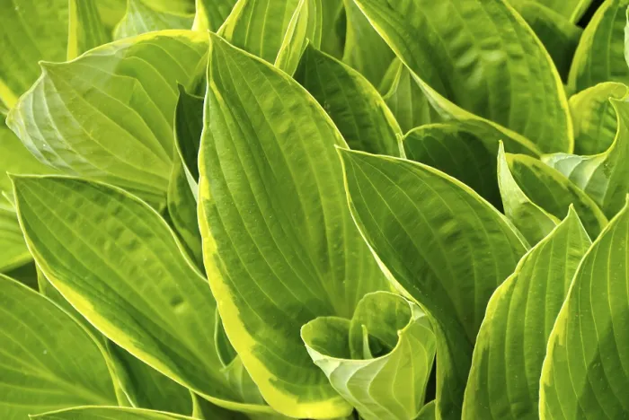 Gerahmter Druck : Hosta Gerahmter Druck : Hosta