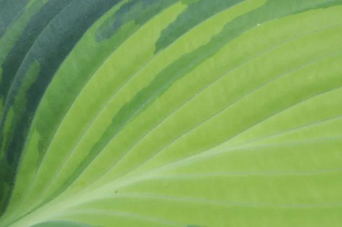 Gerahmter Druck : Blatt von Hosta, Hybrid von Hosta Gerahmter Druck : Blatt von Hosta, Hybrid von Hosta