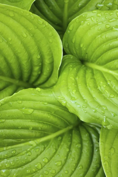 Gerahmter Druck : Hosta Blätter als Figur grünes Muster mit Regentropfen. Gerahmter Druck : Hosta Blätter als Figur grünes Muster mit Regentropfen.