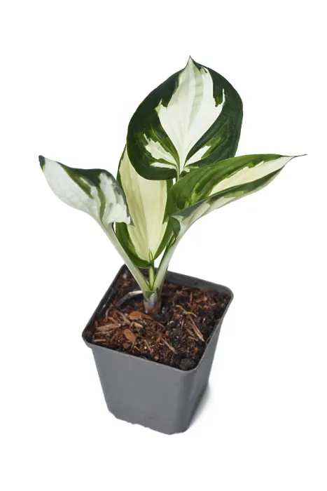 Gerahmter Druck : Hosta x Fortunei Fire Gerahmter Druck : Hosta x Fortunei Fire
