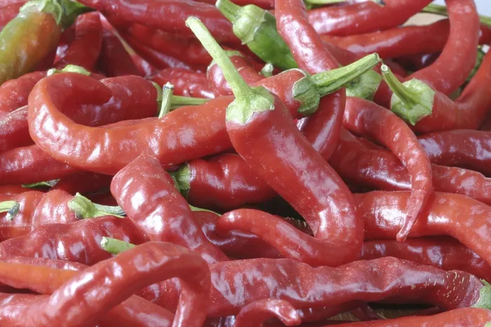 Gerahmter Druck : Scharfer roter Paprika Gerahmter Druck : Scharfer roter Paprika