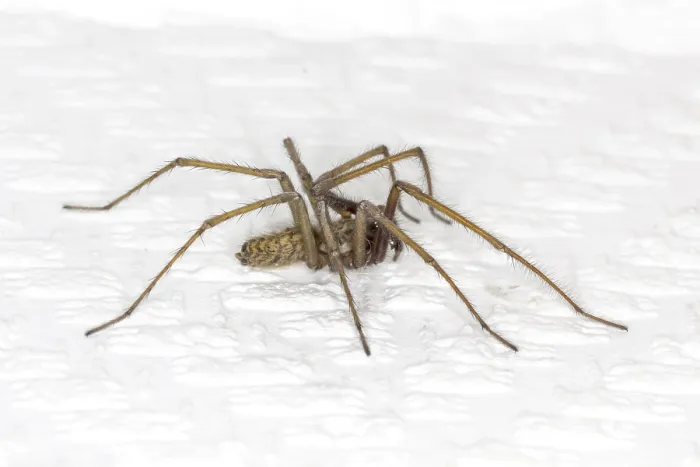 Gerahmter Druck : Hauswinkelspinne, Winkelspinne Gerahmter Druck : Hauswinkelspinne, Winkelspinne