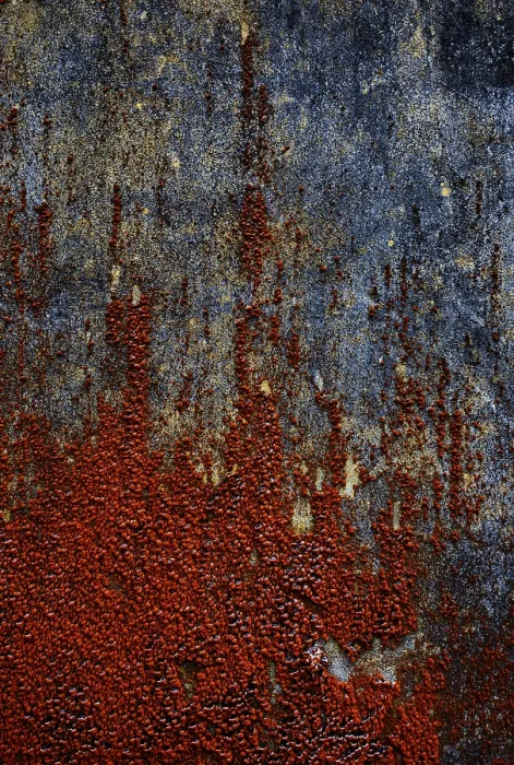 Gerahmter Druck : Fassade des Hauses mit roter Algenwuchs. Gerahmter Druck : Fassade des Hauses mit roter Algenwuchs.