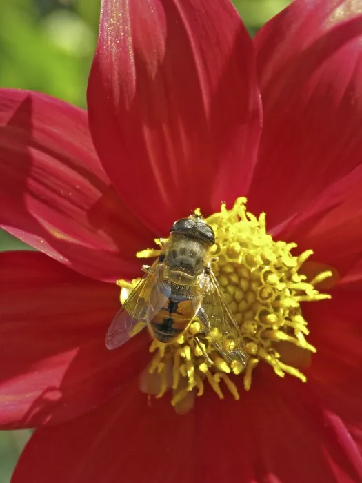 Gerahmter Druck : Schwebfliege auf Dahlia-Blüte Gerahmter Druck : Schwebfliege auf Dahlia-Blüte