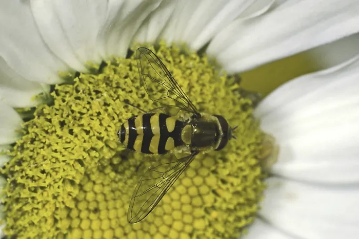 Gerahmter Druck : Hoverfly Gerahmter Druck : Hoverfly