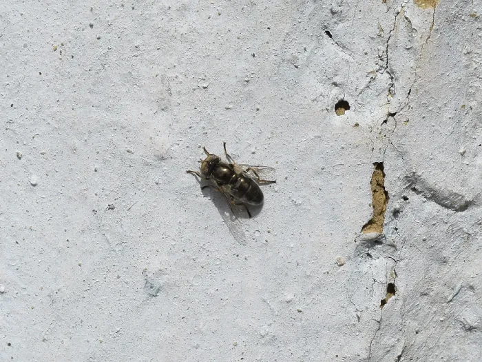 Gerahmter Druck : Schwebfliege auf einem weißen Wand. Gerahmter Druck : Schwebfliege auf einem weißen Wand.