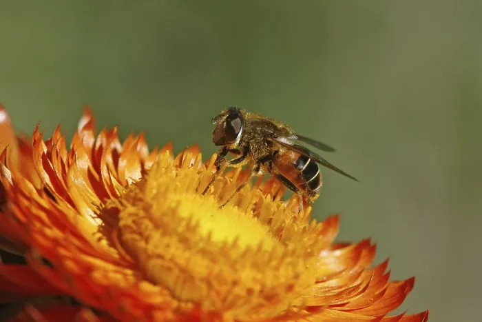 Gerahmter Druck : Schwebfliege auf Goldraute Gerahmter Druck : Schwebfliege auf Goldraute
