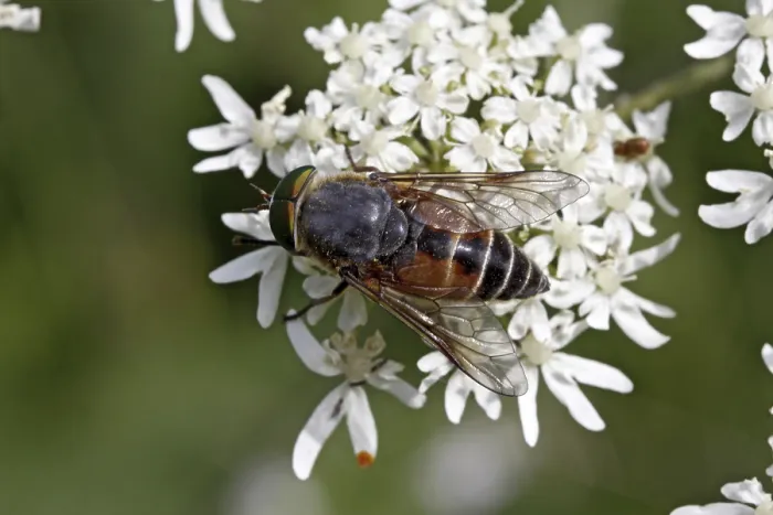 Gerahmter Druck : Schwebfliege bei Blumen. Gerahmter Druck : Schwebfliege bei Blumen.