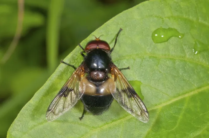 Gerahmter Druck : Schwebfliege (Volucella pellucens) sonnt sich, Deutschland. Gerahmter Druck : Schwebfliege (Volucella pellucens) sonnt sich, Deutschland.