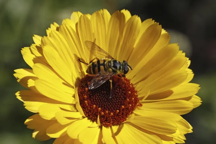 Gerahmter Druck : Schwebfliege auf gelber Blüte. Gerahmter Druck : Schwebfliege auf gelber Blüte.