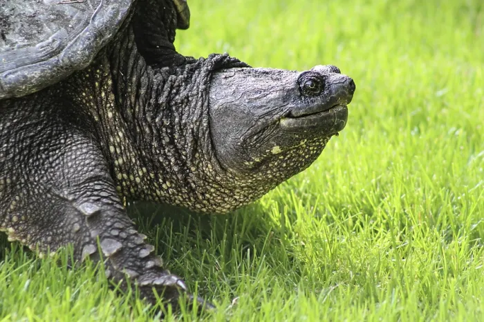 Gerahmter Druck : Ein riesiger Schilddrachen im Gras. Gerahmter Druck : Ein riesiger Schilddrachen im Gras.