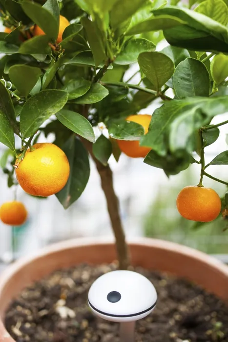 Gerahmter Druck : Luftfeuchtigkeitssensor in einem Blumenkorb mit einer Orangenbäumchens. Gerahmter Druck : Luftfeuchtigkeitssensor in einem Blumenkorb mit einer Orangenbäumchens.