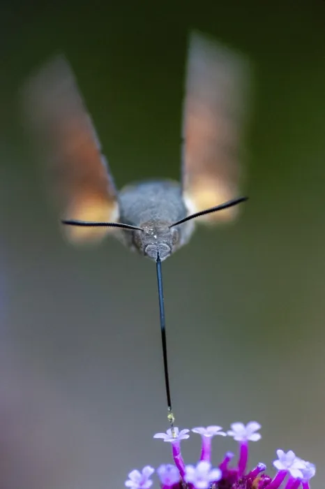 Gerahmter Druck : Schwebfliegen-Schwärmer, Karpfenflosse Gerahmter Druck : Schwebfliegen-Schwärmer, Karpfenflosse