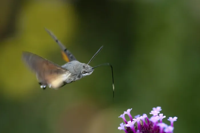 Gerahmter Druck : Mottenart Hummel, Karpfenflosse