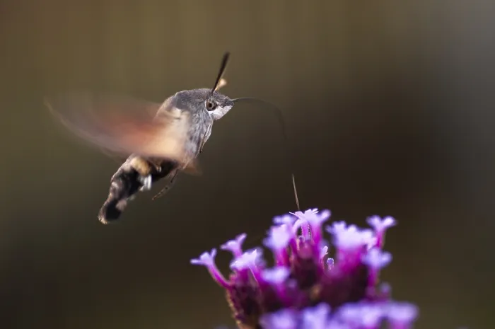 Gerahmter Druck : Schwebfliegen-Schwanzmaus Gerahmter Druck : Schwebfliegen-Schwanzmaus