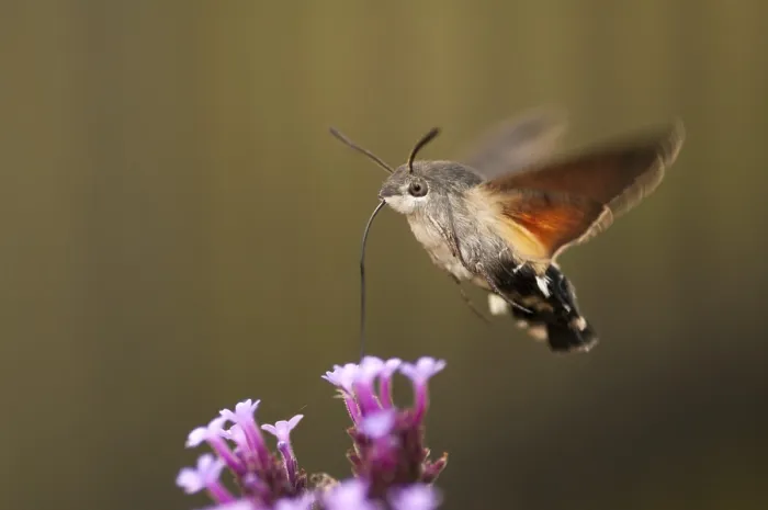 Gerahmter Druck : Schwebfliegen-Spitzkopf-Motten, Karpfenflosse. Gerahmter Druck : Schwebfliegen-Spitzkopf-Motten, Karpfenflosse.