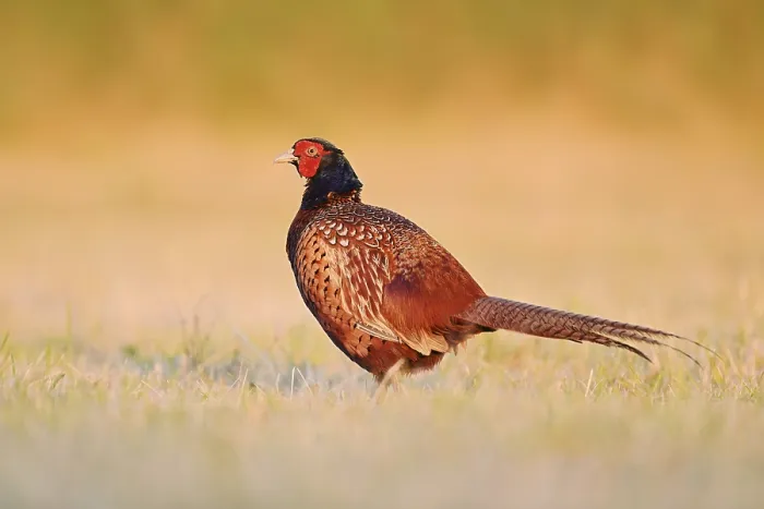 Gerahmter Druck : Wildenten (Phasianus colchicus)
