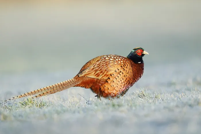 Gerahmter Druck : Wildenten (Phasianus colchicus)