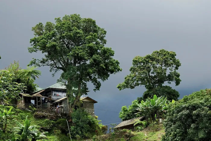 Gerahmter Druck : Mütze im Urwald, Rio Ochos Gerahmter Druck : Mütze im Urwald, Rio Ochos