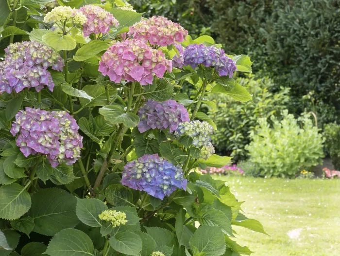Gerahmter Druck : Hydrangea in Blüte in einem Garten. Gerahmter Druck : Hydrangea in Blüte in einem Garten.