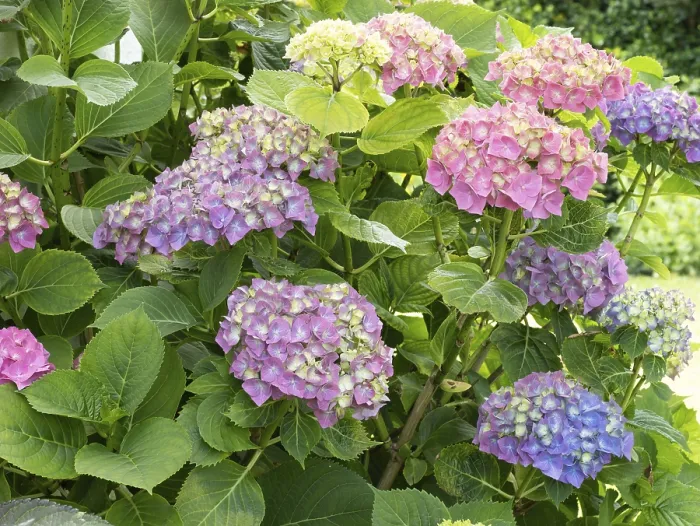 Gerahmter Druck : Hydrangea in Blüte in einem Garten. Gerahmter Druck : Hydrangea in Blüte in einem Garten.