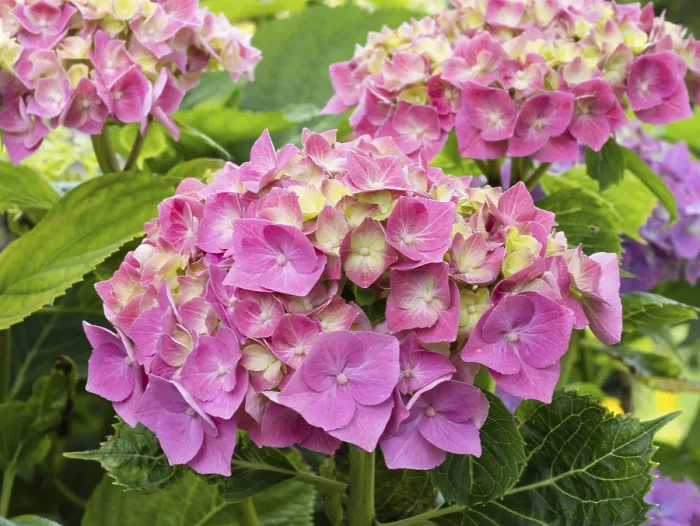 Gerahmter Druck : Hydrangea in Blüte in einem Garten. Gerahmter Druck : Hydrangea in Blüte in einem Garten.