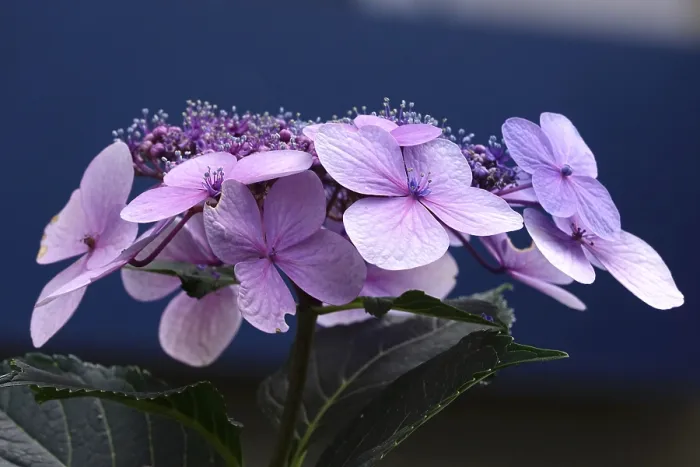Gerahmter Druck : Hydrangea in Blüte, Sommer, Deutschland. Gerahmter Druck : Hydrangea in Blüte, Sommer, Deutschland.