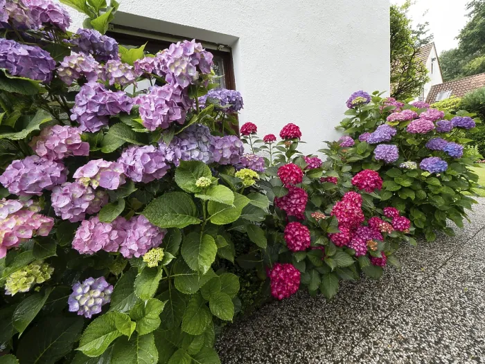 Gerahmter Druck : Hydrangea in Blüte an der Wand eines Hauses im Garten. Gerahmter Druck : Hydrangea in Blüte an der Wand eines Hauses im Garten.
