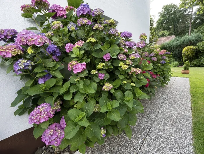 Gerahmter Druck : Hydrangea in Blüte an der Wand eines Hauses im Garten. Gerahmter Druck : Hydrangea in Blüte an der Wand eines Hauses im Garten.