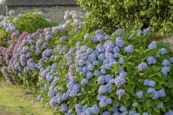 Gerahmter Druck : Blüte von Hydrangea in Bretagne. Gerahmter Druck : Blüte von Hydrangea in Bretagne.