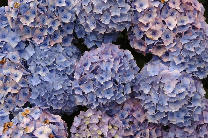 Gerahmter Druck : Hydrangea-Blüten, Hydrangea macrophylla Gerahmter Druck : Hydrangea-Blüten, Hydrangea macrophylla