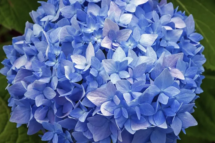 Gerahmter Druck : Hydrangea, blühende Blau, Nahansicht. Gerahmter Druck : Hydrangea, blühende Blau, Nahansicht.