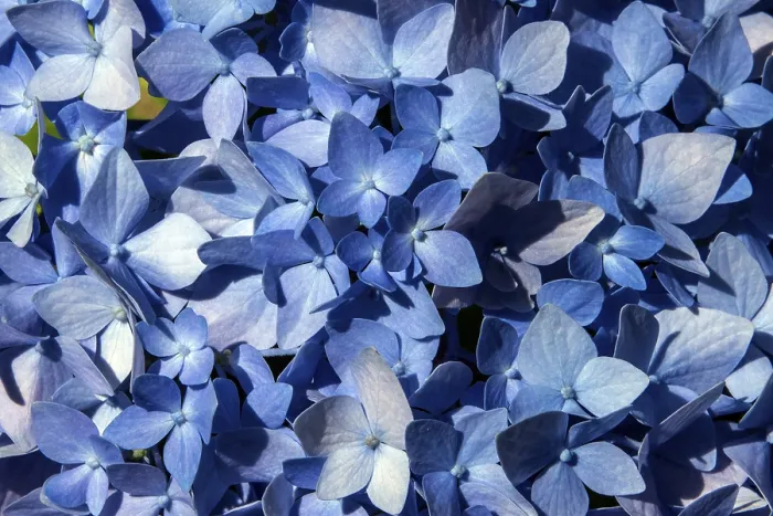 Gerahmter Druck : Hydrangea, blühend blau, Nahansicht. Gerahmter Druck : Hydrangea, blühend blau, Nahansicht.