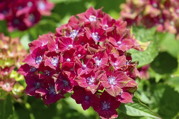 Gerahmter Druck : Hydrangea-Blüte (Hydrangea), Nahansicht. Gerahmter Druck : Hydrangea-Blüte (Hydrangea), Nahansicht.