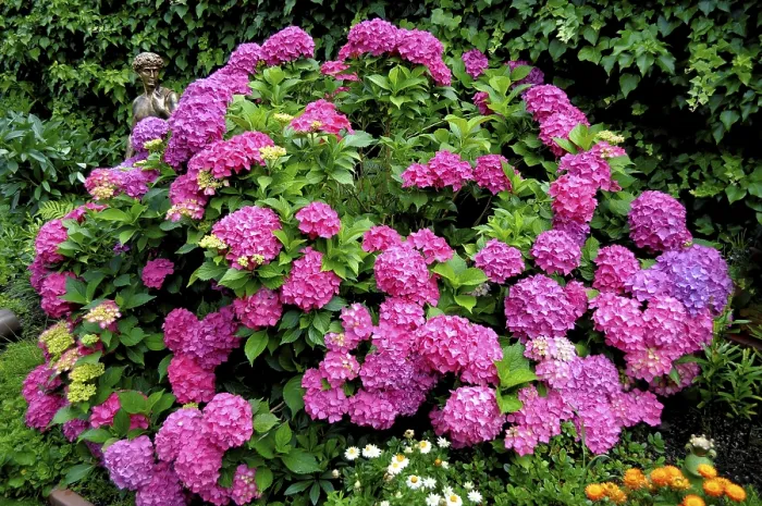 Gerahmter Druck : Hydrangea blüht im Garten. Gerahmter Druck : Hydrangea blüht im Garten.