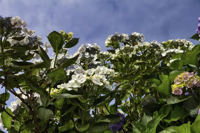 Gerahmter Druck : Hydrangeen in verschiedenen Farben, von unten gesehen, Normandie, Frankreich Gerahmter Druck : Hydrangeen in verschiedenen Farben, von unten gesehen, Normandie, Frankreich