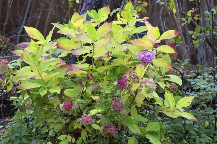 Gerahmter Druck : Hydrangea (Hydrangea) im Herbstfarben. Gerahmter Druck : Hydrangea (Hydrangea) im Herbstfarben.