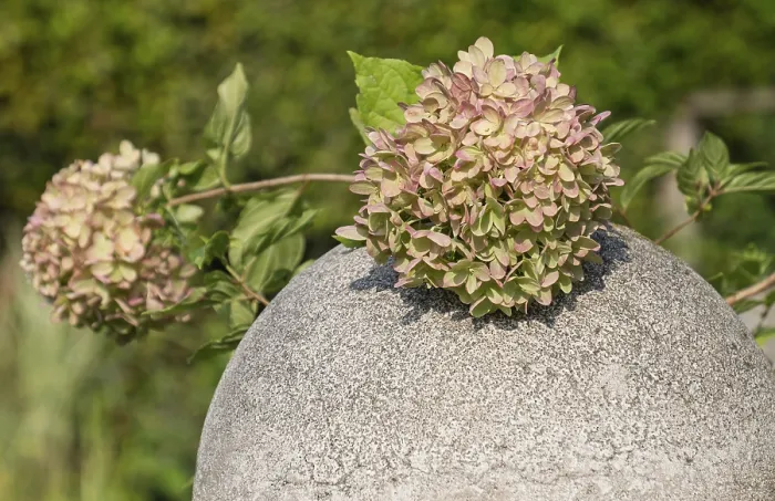 Gerahmter Druck : Hydrangea, eine Hydrangea-Blüte auf einem Steinball. Gerahmter Druck : Hydrangea, eine Hydrangea-Blüte auf einem Steinball.