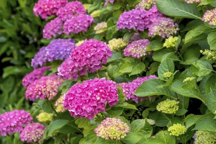 Gerahmter Druck : Hydrangea, Hydrangea, Blüte der Hydrangea. Gerahmter Druck : Hydrangea, Hydrangea, Blüte der Hydrangea.