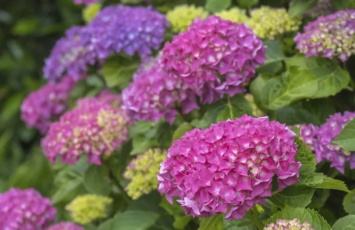 Gerahmter Druck : Hydrangea, Hydrangea, Blüte von Hydrangea. Gerahmter Druck : Hydrangea, Hydrangea, Blüte von Hydrangea.