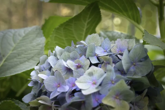 Gerahmter Druck : Hydrangea (Hydrangea macrophylla) Gerahmter Druck : Hydrangea (Hydrangea macrophylla)