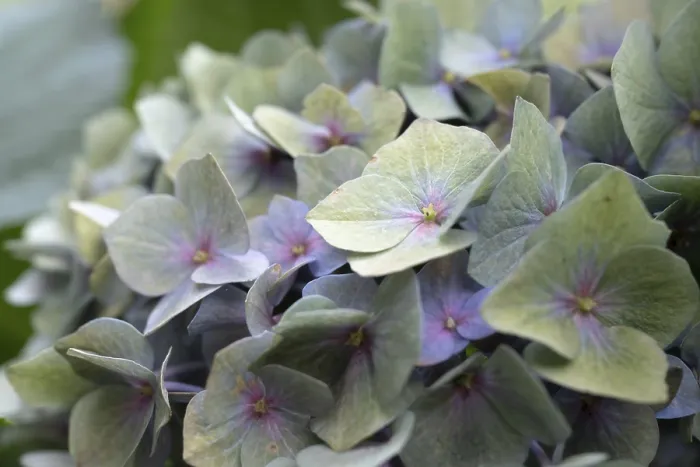 Gerahmter Druck : Hydrangea (Hydrangea macrophylla) Gerahmter Druck : Hydrangea (Hydrangea macrophylla)