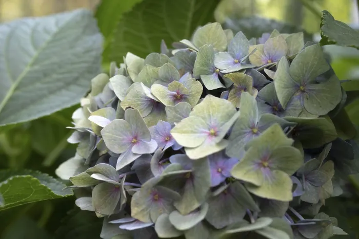 Gerahmter Druck : Hydrangea (Hydrangea macrophylla) Gerahmter Druck : Hydrangea (Hydrangea macrophylla)